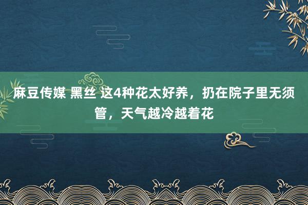 麻豆传媒 黑丝 这4种花太好养，扔在院子里无须管，天气越冷越着花
